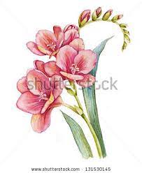 Pin By Terri Dawson On Flower Paintings Peony Illustration Freesia Flowers Flower Drawing