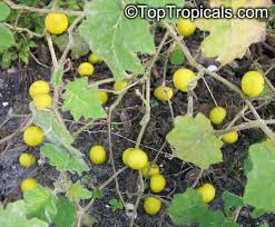 Image result for Solanum viarum