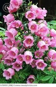 100 Pcs Bag Bell Orchid Seeds Flower Campanula Bonsai Flower Seeds 9 Colors Convallaria Seed Plant Pot For Home Garden Beautiful Flowers Flowers Pretty Flowers