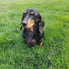 Lancaster puppies advertises puppies for sale in pa, as well as ohio, indiana, new york and other states. Dayton Oh Dachshund Meet Burke A Pet For Adoption
