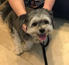Shih tzu rescue (shelter #1110315) x broward county davie, fl 33331 map it. Boynton Beach Fl Havanese Meet Billy A Pet For Adoption