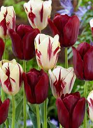 Buy Bulb Box Perfect Match David Domoney For John Lewis Amazing Flowers Tulips Flowers Tulip Bulbs