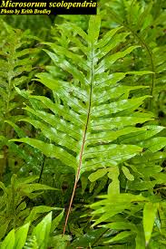 Image result for Microsorum scolopendria