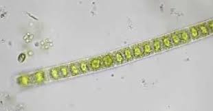 Spirogyra bereproduksi secara aseksual dengan cara fragmentasi dan secara seksual dengan konjugasi. Protista Menyerupai Tumbuhan Ganggang Atau Alga