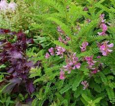 Image result for Indigofera hedyantha