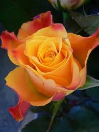 Marieclare rose. By any other name, a Rose is still a Rose, beautiful in  every detail. Shakespeare knew what h… | Beautiful roses, Hybrid tea roses,  Flower garden