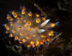 Image result for Isoglossa membranacea