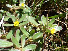Image result for Portulaca oleracea