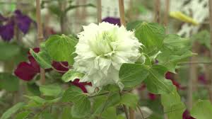 This plant will provide nectar and pollen for bees and the many other types of pollinating insects. Guernsey Clematis Production And Raymond Evison Breeding Youtube