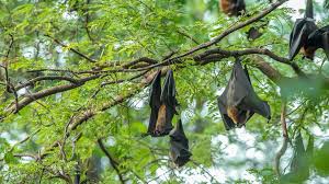 Nipah is one of the viruses that could absolutely be the cause of a new pandemic. The Other Virus That Worries Asia Bbc Future