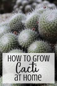 Cacti and succulents are a common houseplant and with the right care, they can live for years. How To Care For Cacti Slap Dash Mom
