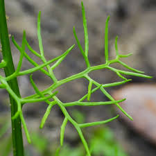 Image result for Ceratopteris