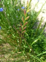 Image result for Lolium multiflorum