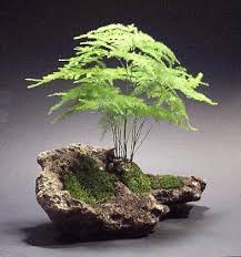 N°15, 33050 mortegliano (ud), italy. Risultati Immagini Per Come Fare Un Kusamono Il Mini Giardino Giapponese Piante Bonsai Piante Da Terrario Giardino