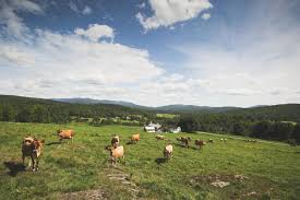 Albans cooperative creamery in st. All About Vermont Creamery Murray S Cheese Blog
