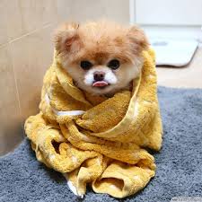 pomeranian boo kopegi hakkinda bilmeniz gerekenler emoji