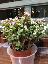 Tricolor jade (crassula ovata 'tricolor'): Succulent Miniature Jade Plant Portulacaria Agra Variegata Pink Gardening Plants On Carousell