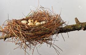 36319544 Nid D Oiseau Fait D Aiguilles De Pin Arbres Avec Des Oeufs De Caille Isol Sur Fond Blanc Et Plac Sur Banque D Images Jpg Bird Nests Art Bird Nest Nest