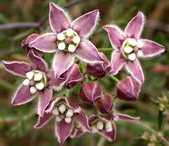 Pin On Arid Gardens