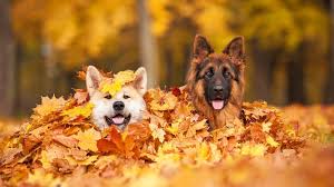 Y, finalmente, si la fecha límite es el otoño, a . Como Afecta A Tu Mascota La Llegada Del Otono