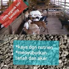 Gunakan sistem fertigasi untuk pokok begini. Baja Tahi Kambing Original Pior 100 Rm3 9