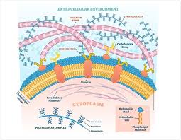 Structure And Function Of Proteoglycans