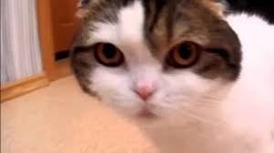 Bir Kedide Hirilti Bir Kedi Nefes Alirken Neden Hirilti Yapar Sinir Sistemi Hastaliklari