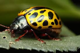 Yellow Beetle Side View Close Up Photography Extreme Close Up Amazing Nature Photos