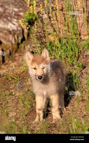 Image result for wolf cub