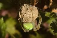 Green Lynx Spider guarding her egg sac | This is a mama Gree… | Flickr