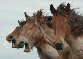 ржание :: лошади / смешные картинки и другие приколы: комиксы, гиф  анимация, видео, лучший интеллектуальный юмор.