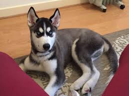 6 prodigious all about the siberian husky ideas husky puppy puppies dog breeds