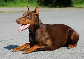 High to low nearest first. Doberman Pinscher Puppies For Sale Near You