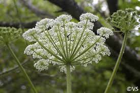 Image result for Heracleum