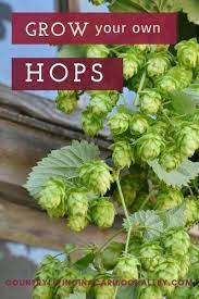 How To Grow Hops Country Living In A Cariboo Valley Fast Growing Vines Easy Vegetables To Grow Hops Plant