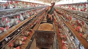 Download Poultry Farming Information Guide Asia Farming