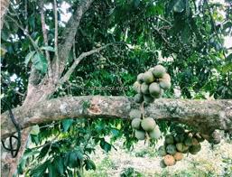 Herunterladen gambar lukisan buah buahan tempatan knusrete. Musim Buah Buahan Tempatan Di Kampung