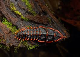 Image result for Tridactyle virgula