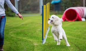 How to make a diy dog obstacle course at … jumping is a great first activity to teach your dog if you're both new to obstacle training. How To Create A Diy Agility Course In Your Backyard Nutrisource Pet Foods