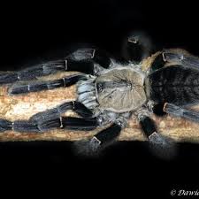 Image result for Striga junodii