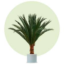 Der phönix palmbaum ist durch seine typischen palmwedel und seine… Kuenstliche Palme Typ Phoenix Echte Palmwedel Kaufen