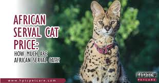 In a biome largely dominated by packs, one animal stands alone, and tall. Africa Serval Cat Price How Much Are African Serval Cats