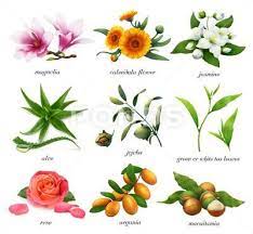 Medicinal Plants And Flavors Magnolia Calendula Flower Jasmine Aloe Jojo Stock Illustration Ad Magnolia Calend Medicinal Plants Calendula Flower Plants