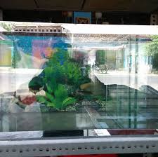 Bahkan, banyak dijual bebas dan dijajakan keliling oleh penjual ikan hias. Jual Aquarium Home Facebook