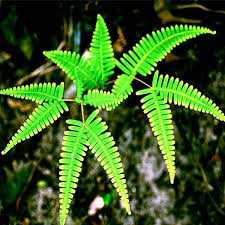 Image result for Dicranolepis