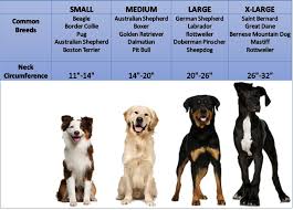 St Bernard Dog Size Comparison