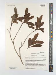 Image result for Brexia