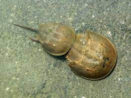 The Horseshoe Crab A Living Dinosaur Seacoast Science Center