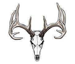 Hand drawn deer antler isolated. Whitetail Deer Skull Tattoos Deer Skull Drawing Deer Skull Tattoos Deer Tattoo