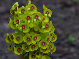 Image result for Euphorbia transvaalensis